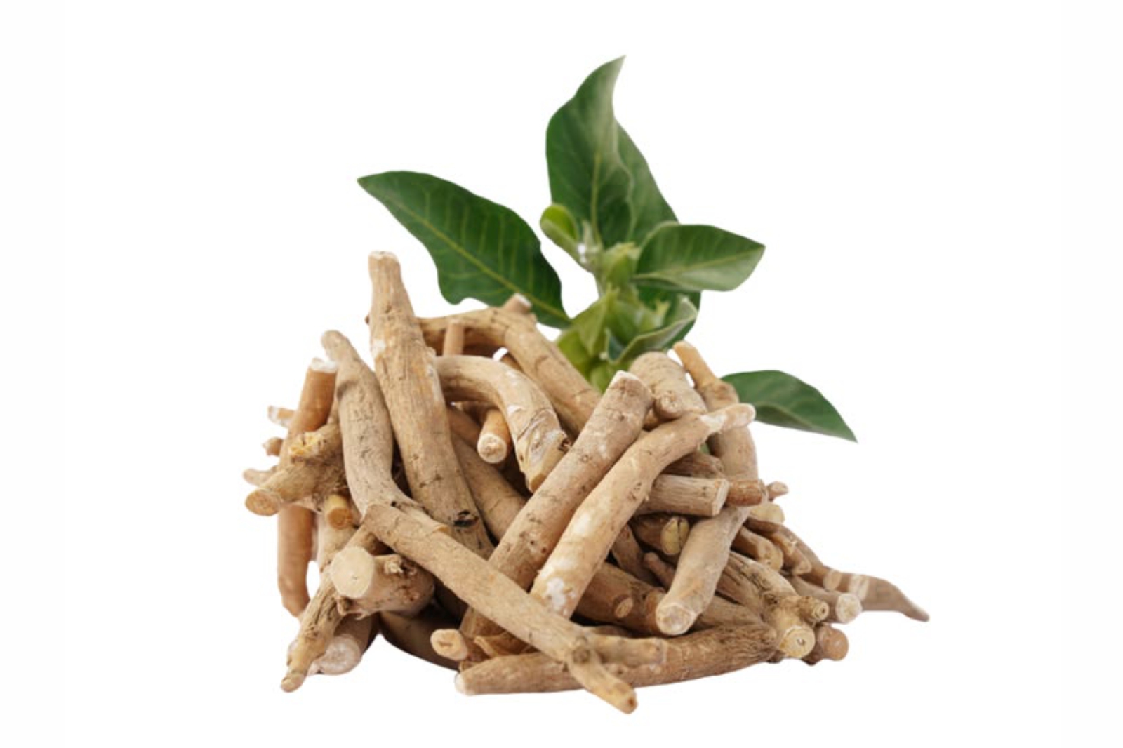 Herb