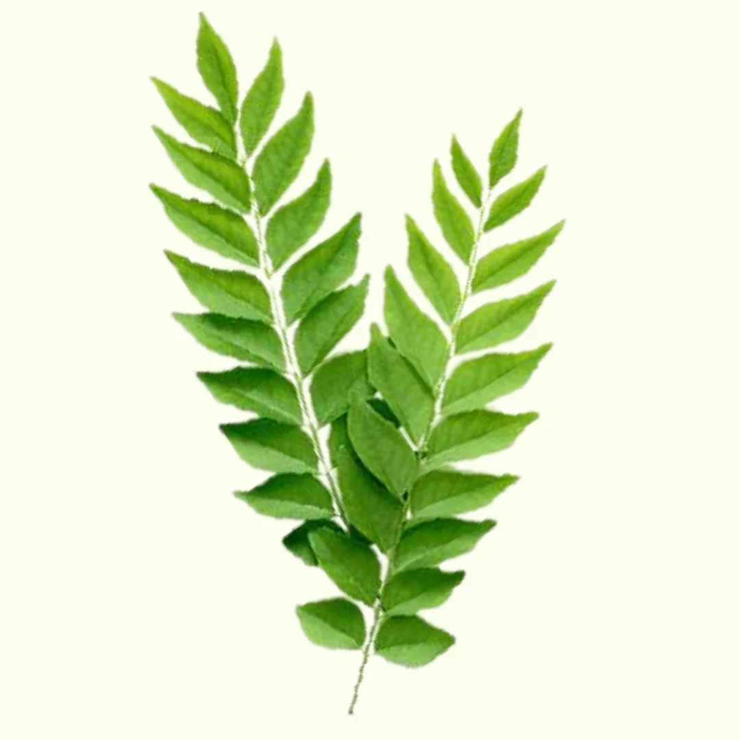 Fresh Curry Leaves by Infusions