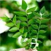 Curry Leaves