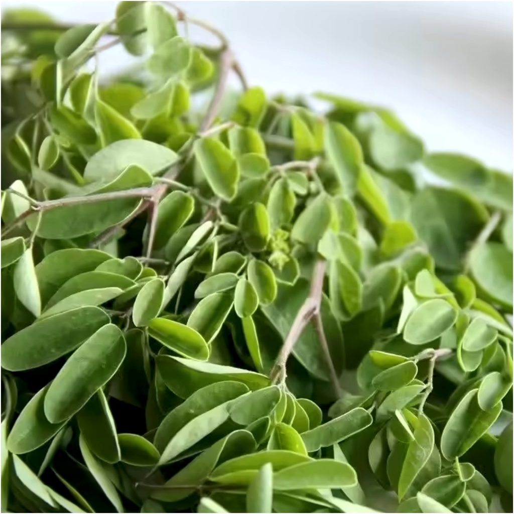 Fresh Swajna (Moringa) Leaves