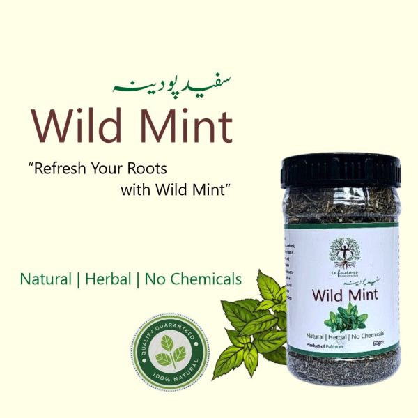 Wild Mint (Safed Pudina) - Dried - Image 2