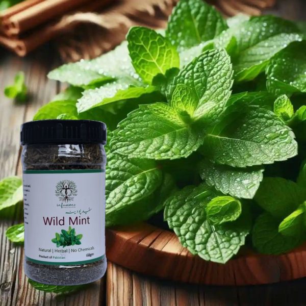 Wild Mint, Safed Pudina, dry mint