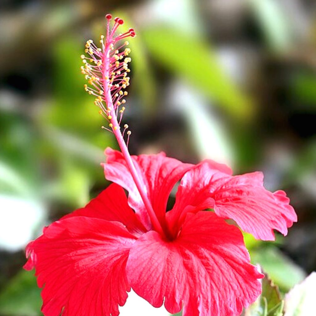 Hibiscus Flower (Powder)