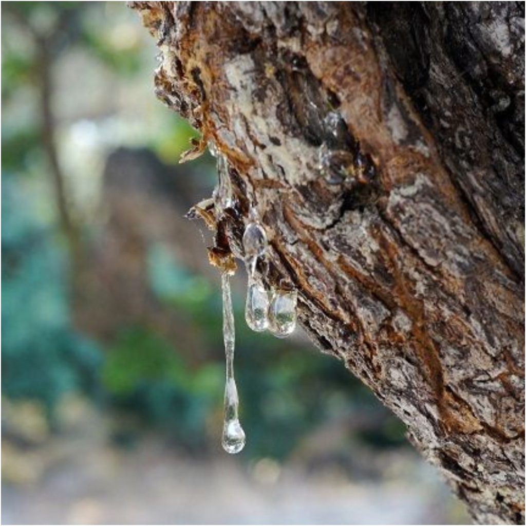 Mastic Gum ( Mastagi Roomi )
